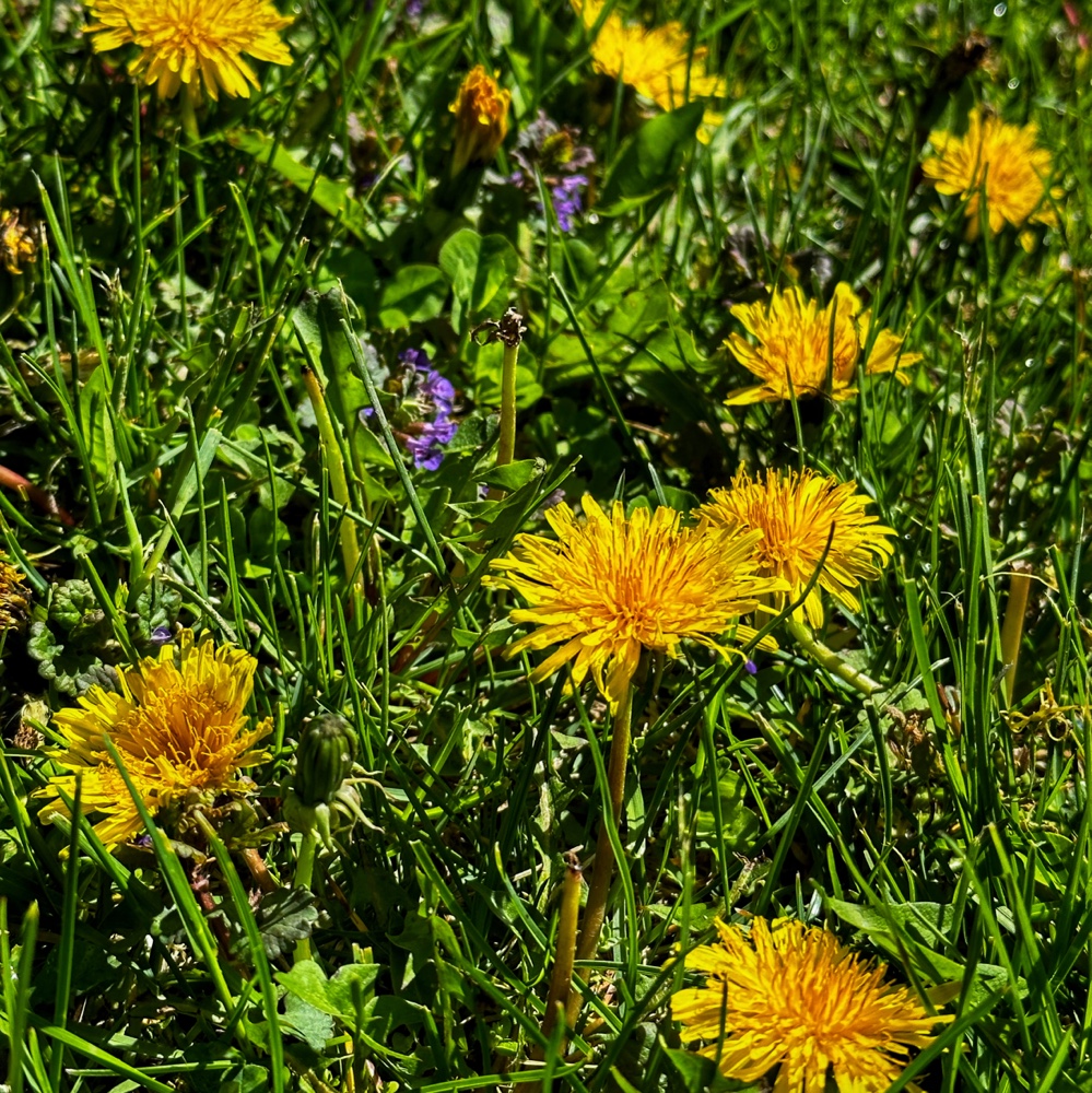 Friend or Foe: Dandelions