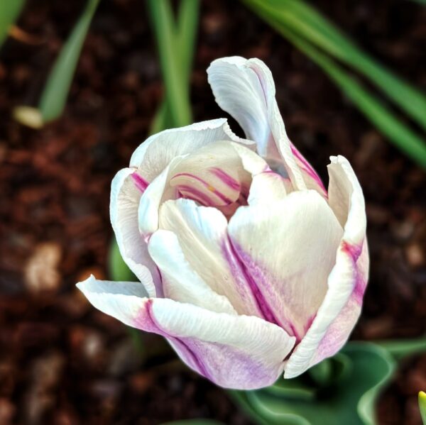 Tulip Time (Photo: Susan Bacot-Davis)