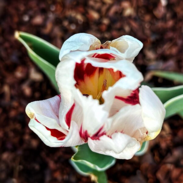 Tulip Time (Photo: Susan Bacot-Davis)