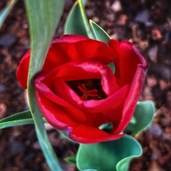 Tulip Time (Photo: Susan Bacot-Davis)