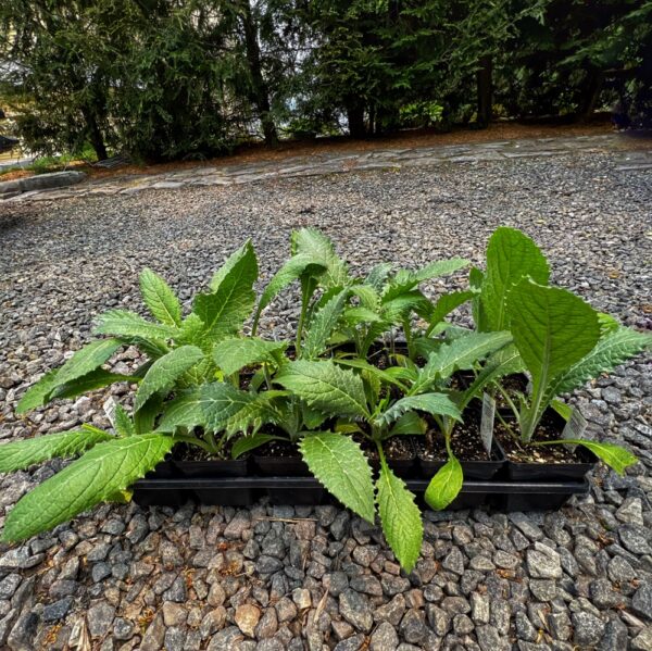 Artichokes Ready to Transplant (Photo: R.P. Murphy)