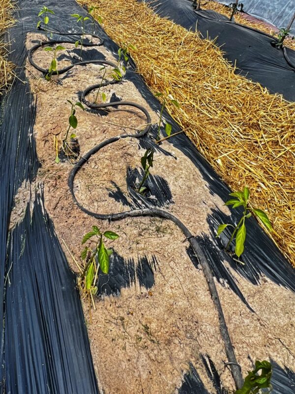 High Tunnel Hubris​: Damaged Peppers (Photo: R.P. Murphy)