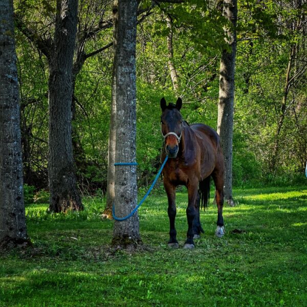 Among the Amish: One Horsepower (Photo: Geo Davis)