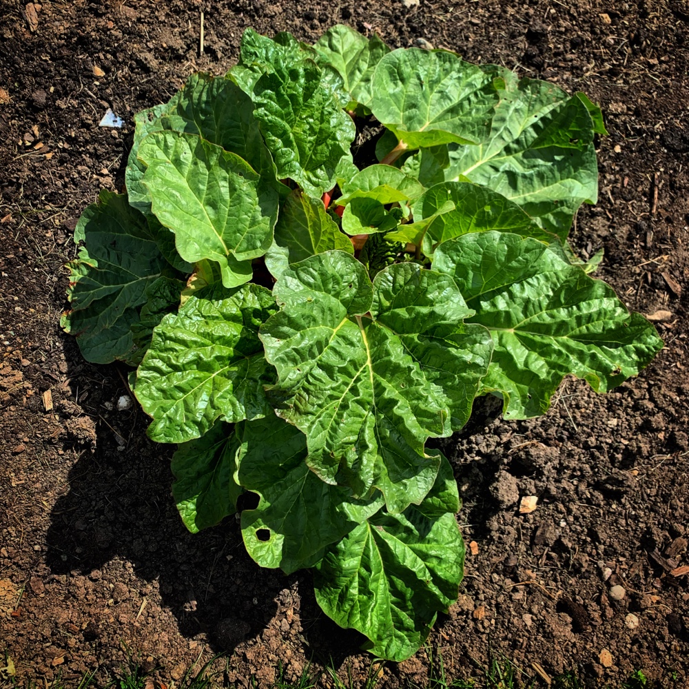 Rosslyn Rhubarb Time (Photo: Geo Davis)