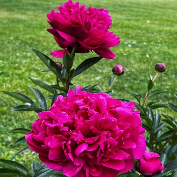 Preterprecocious Peonies (Photo: R.P. Murphy)