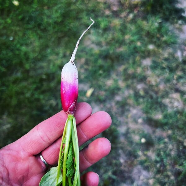 Ready for Radish Time? (Photo: R.P. Murphy)