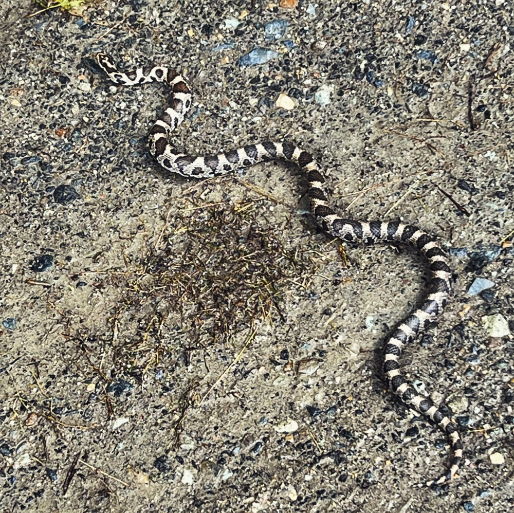 Milksnake?