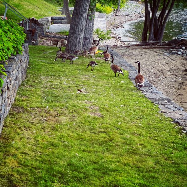 Fowl Fertilizer: Canada Geese greening the grass (Photo: Tony Foster)