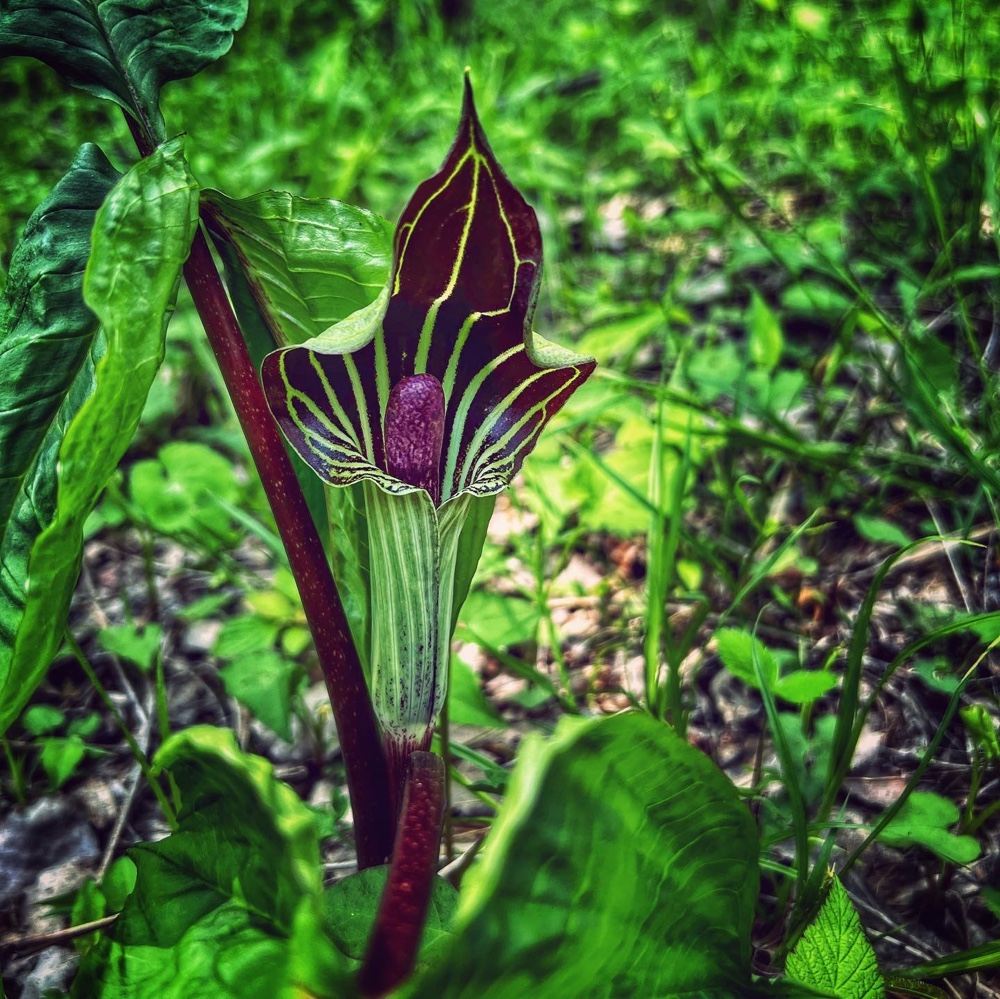 Jack-in-the-Pulpit