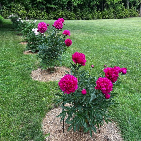 Preterprecocious Peonies (Photo: R.P. Murphy)