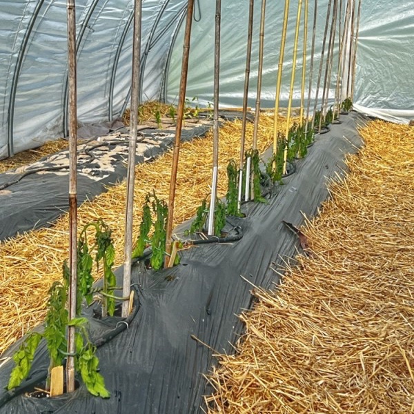 Frost Damaged Tomato Plants. May 18, 2023 (Photo: R.P. Murphy)​