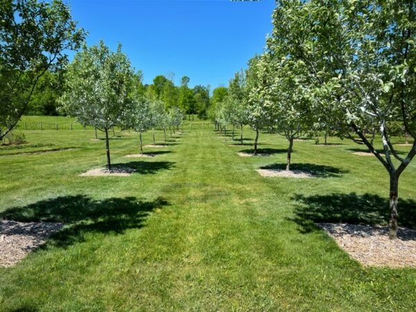 Holistic Orcharding: Kaolin Clay (Photo: Tony Foster)