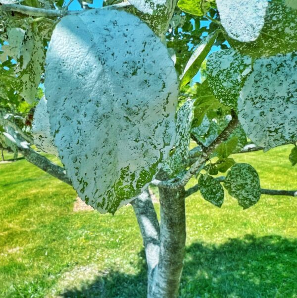 Holistic Orcharding: Kaolin Clay (Photo: Tony Foster)