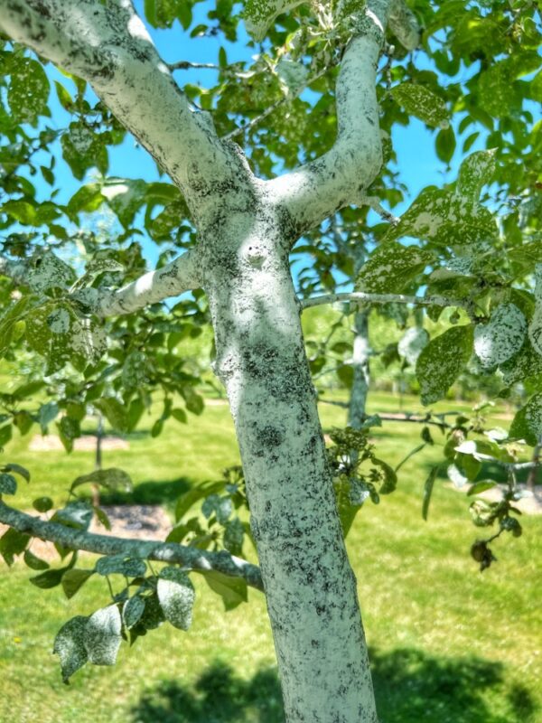 Holistic Orcharding: Kaolin Clay (Photo: Tony Foster)