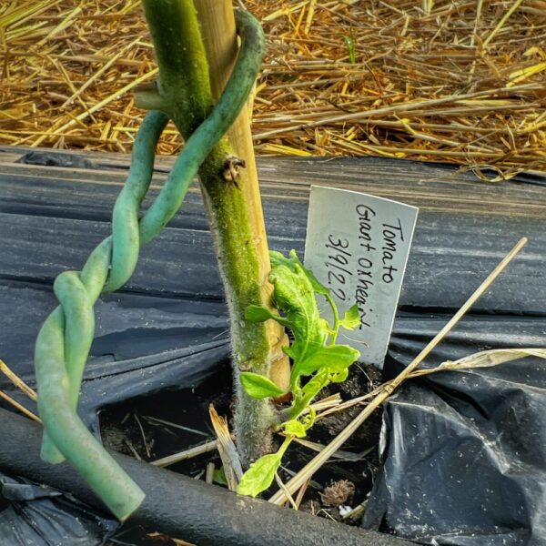 High Tunnel Tomato Plants, Take Two: Suckering Back to Life? (Photo: R.P. Murphy)