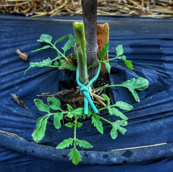 High Tunnel Tomato Plants, Take Two: Suckering Back to Life? (Photo: R.P. Murphy)