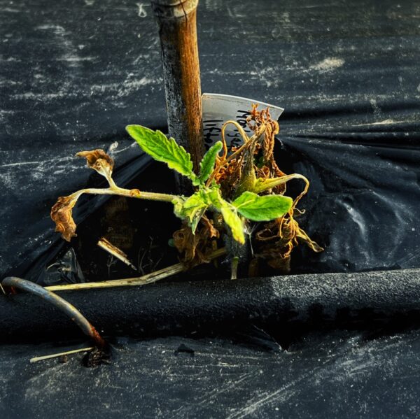 High Tunnel Tomato Plants, Take Two: Suckering Back to Life? (Photo: R.P. Murphy)