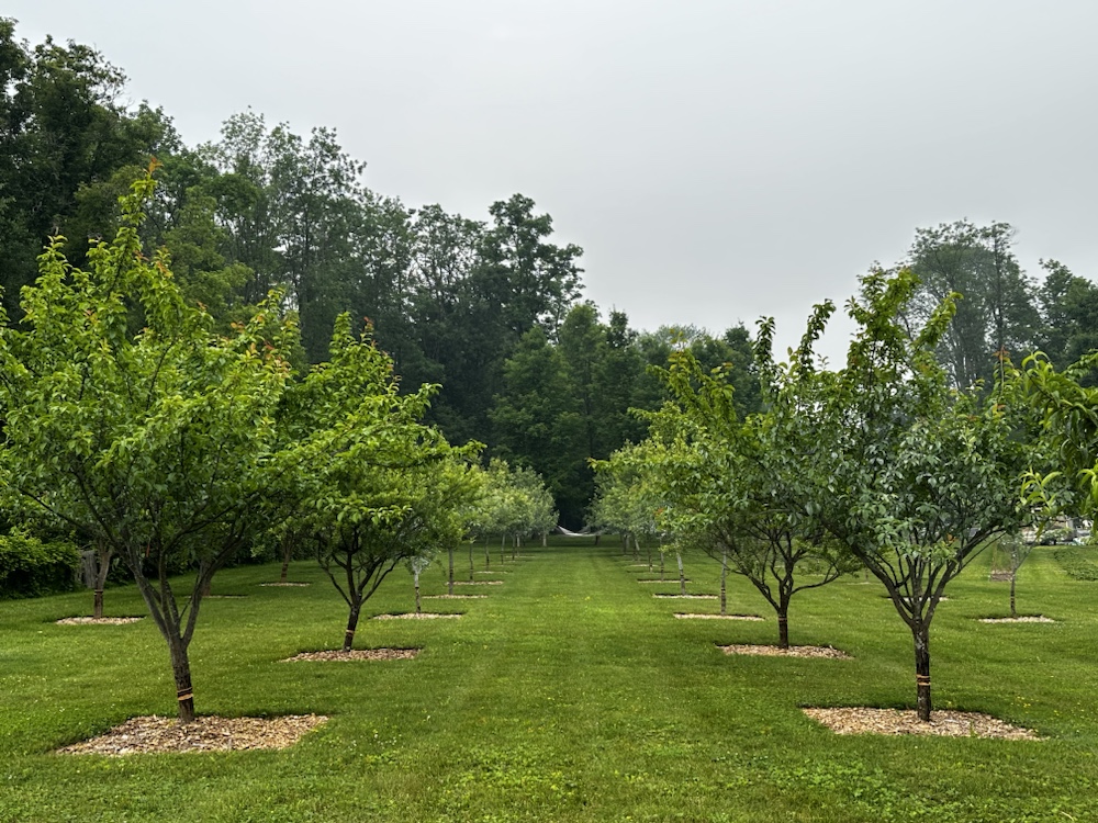 Rain Drenched Orchard