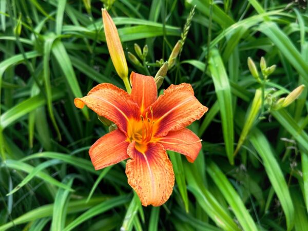 Hemerocallis Fulva (Photo: Geo Davis)