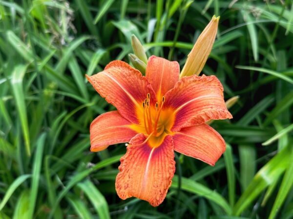 Hemerocallis Fulva (Photo: Geo Davis)