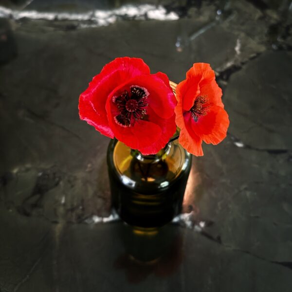 First Poppies of Summer (Photo: Geo Davis)