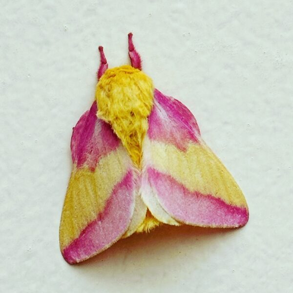 Rosy Maple Moth, July 7, 2023 (Photo: Geo Davis)