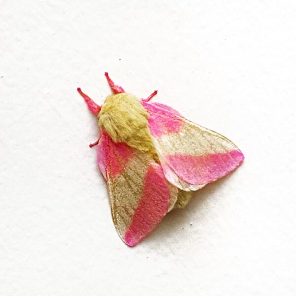 Rosy Maple Moth, May 29, 2020 (Photo: Geo Davis)