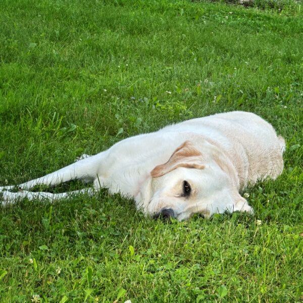 Dog Days of Summer (Photo: Geo Davis)