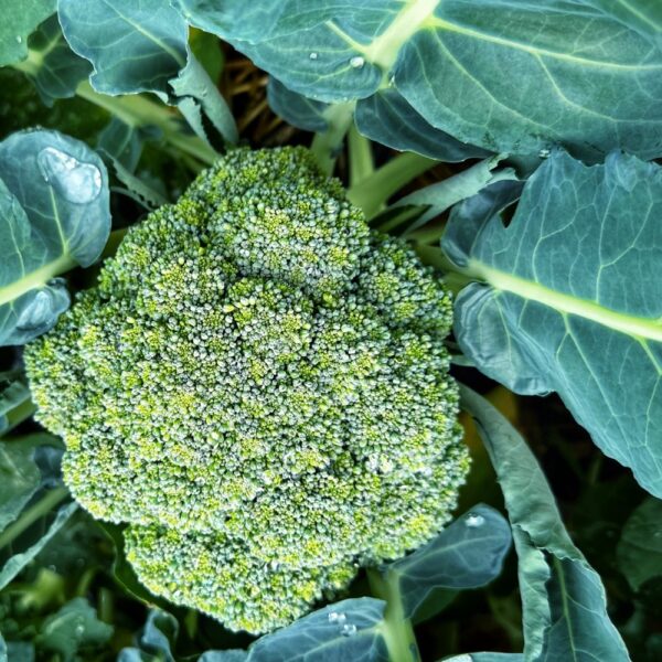 Broccoli in the Garden​ (Photo: Geo Davis)