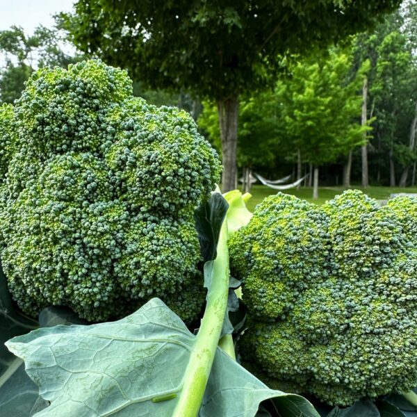 Harvesting Homegrown Broccoli​ (Photo: Geo Davis)