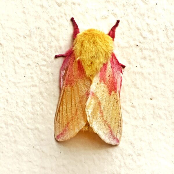 Rosy Maple Moth, May 29, 2020 (Photo: Geo Davis)