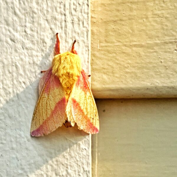 Rosy Maple Moth, May 29, 2020 (Photo: Geo Davis)