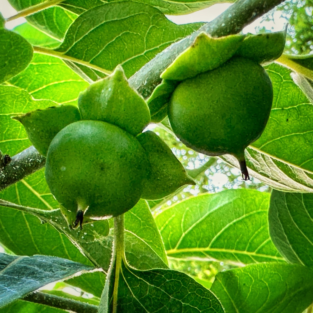 Persimmon Optimism