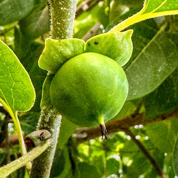 Persimmon Optimism (Photo: Geo Davis)