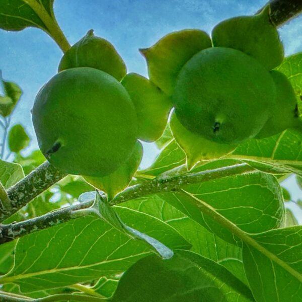 Persimmon Optimism (Photo: Geo Davis)