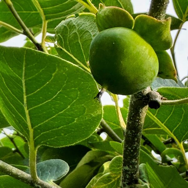 Persimmon Optimism (Photo: Geo Davis)