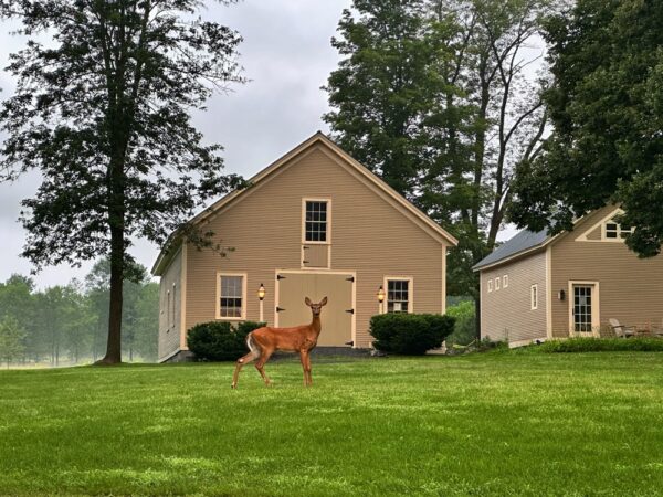 Nature’s Way: whitetail deer (Photo: Geo Davis)