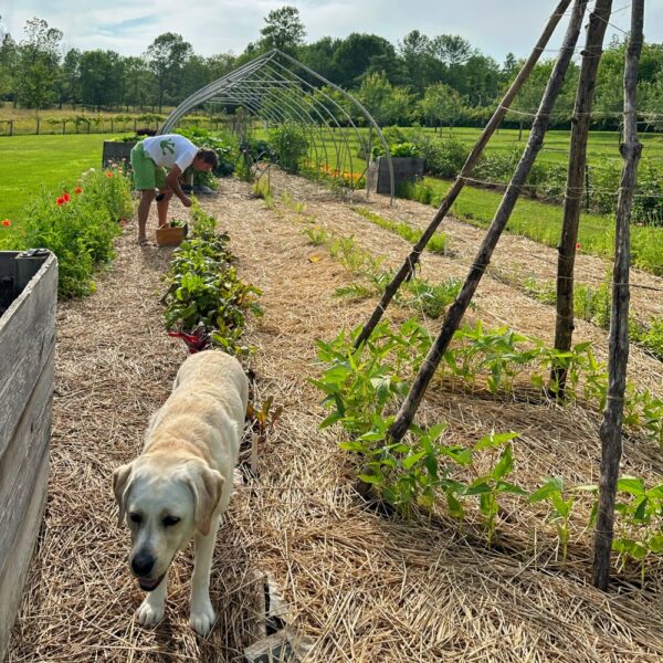 Dog Days of Summer (Photo: Geo Davis)