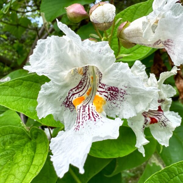 Catalpa Blossom (Photo: Geo Davis)