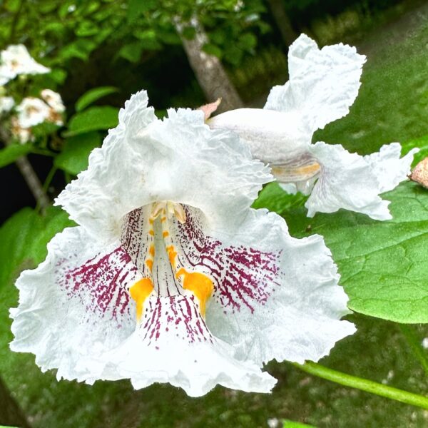 Catalpa Blossom (Photo: Geo Davis)