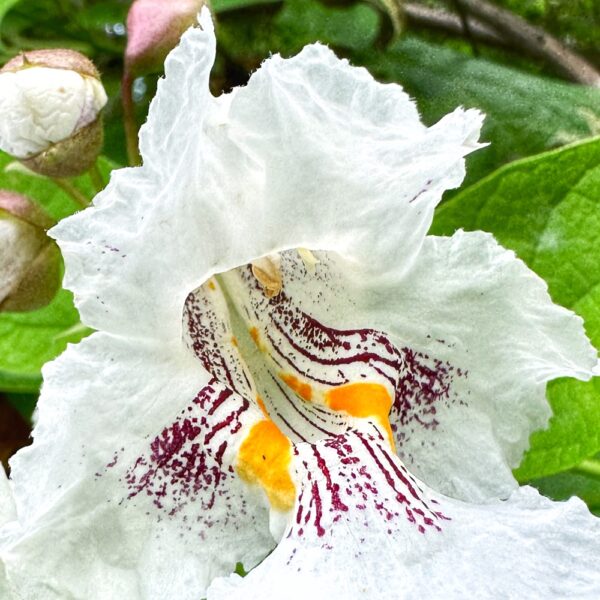 Catalpa Blossom (Photo: Geo Davis)