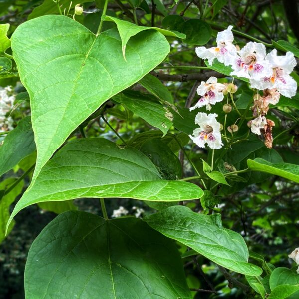 Catalpa Leaves and Blossoms (Photo: Geo Davis)