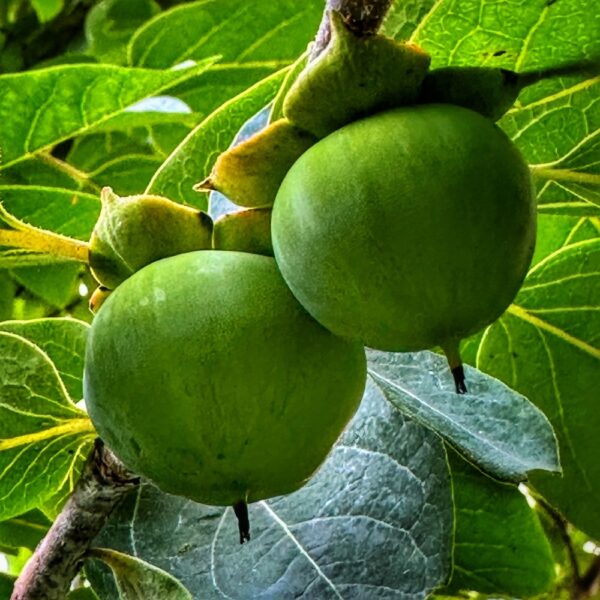 Fruiting Persimmon (Geo Davis)