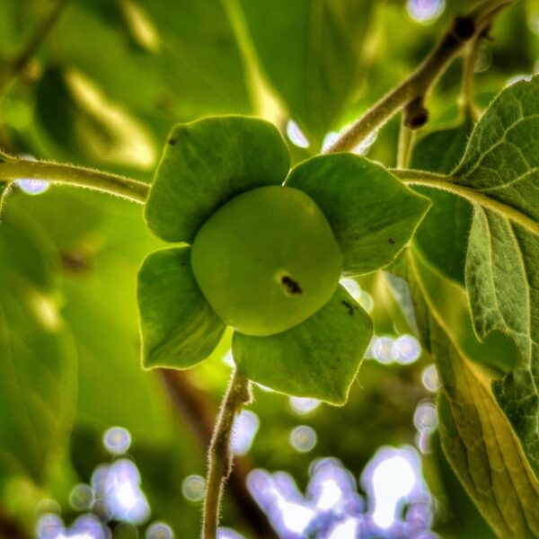 Fruiting Persimmon (Geo Davis)