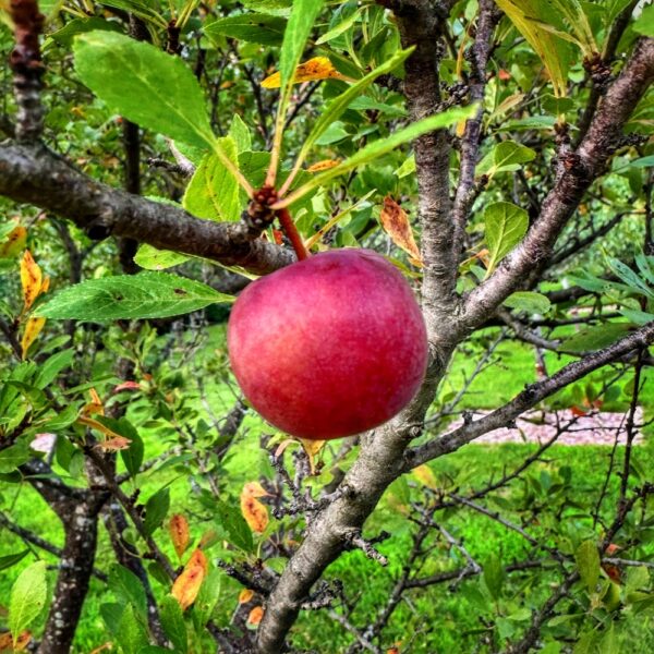 Fruiting Plum (Geo Davis)