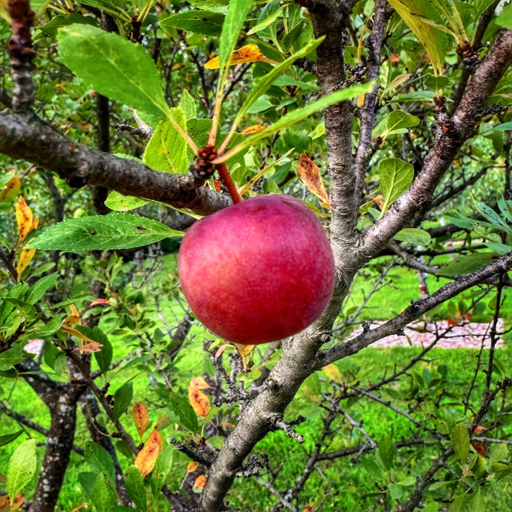 Fruiting Orchard