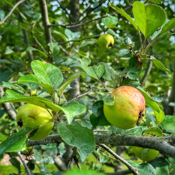 Fruiting Apple (Geo Davis)