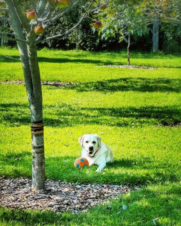 Carley Awaiting Apples (Photo: Susan Bacot-Davis)