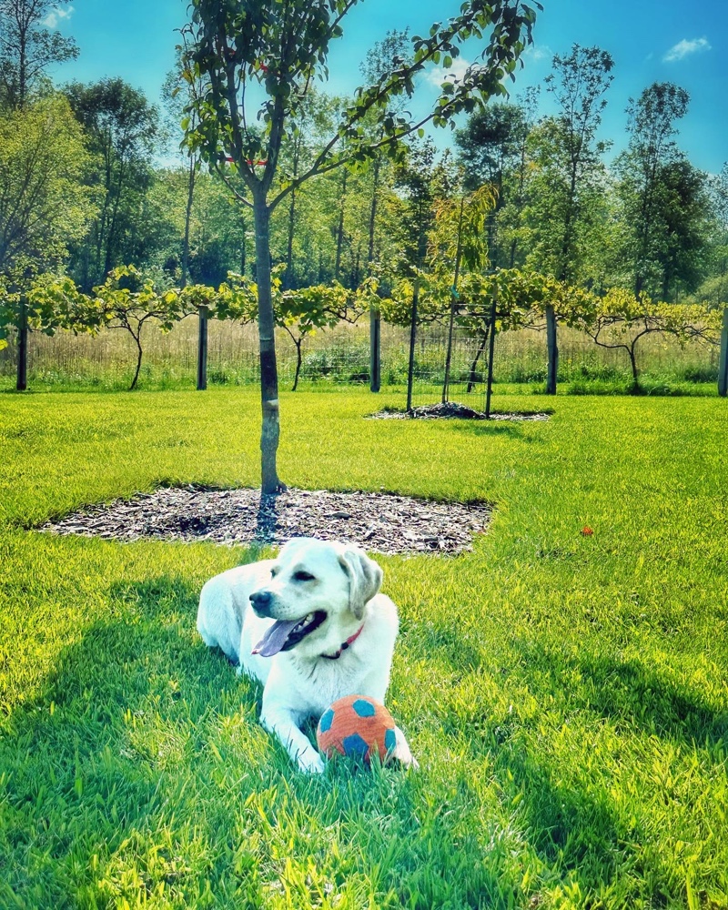 Carley Awaiting Apples (Photo: Susan Bacot-Davis)