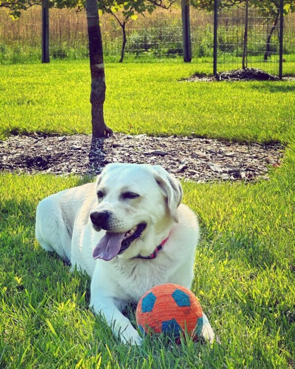 Carley Takes a Ball Break in Rosslyn’s Orchard (Photo: Susan Bacot-Davis)